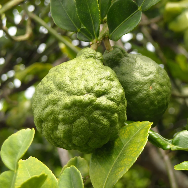 BERGAMOT